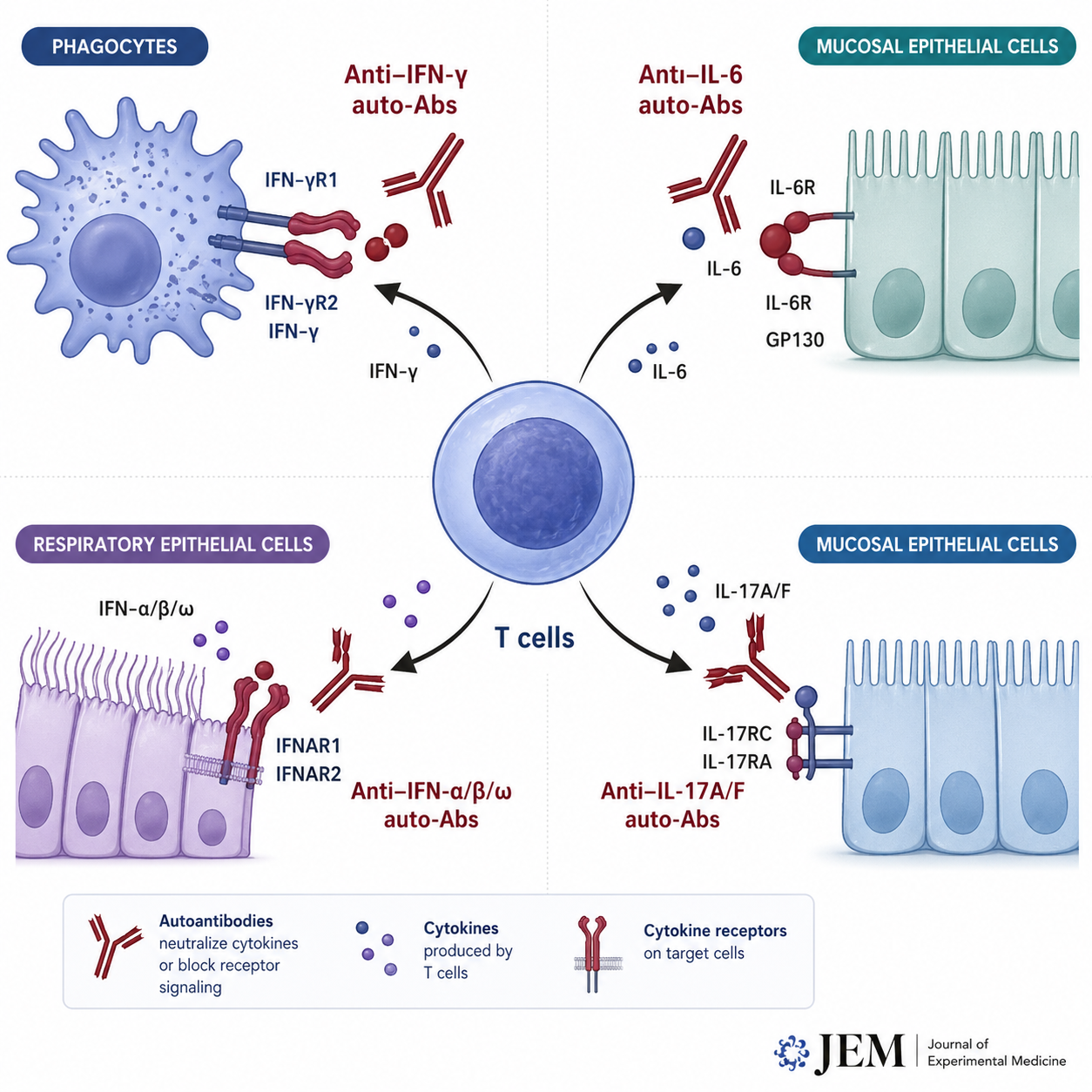 Disease-causing autoantibody discovery
